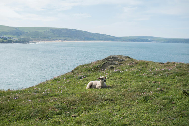 North Devon coastal walk by the sea